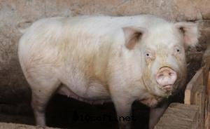 非洲(zhōu)豬瘟疫情(qíng)累計(jì)撲殺生(shēng)豬60万(wàn)头(tóu)