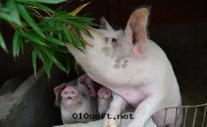 廣東(dōng)省(shěng)惠州市(shì)發(fà)生(shēng)非洲(zhōu)豬瘟疫情(qíng)